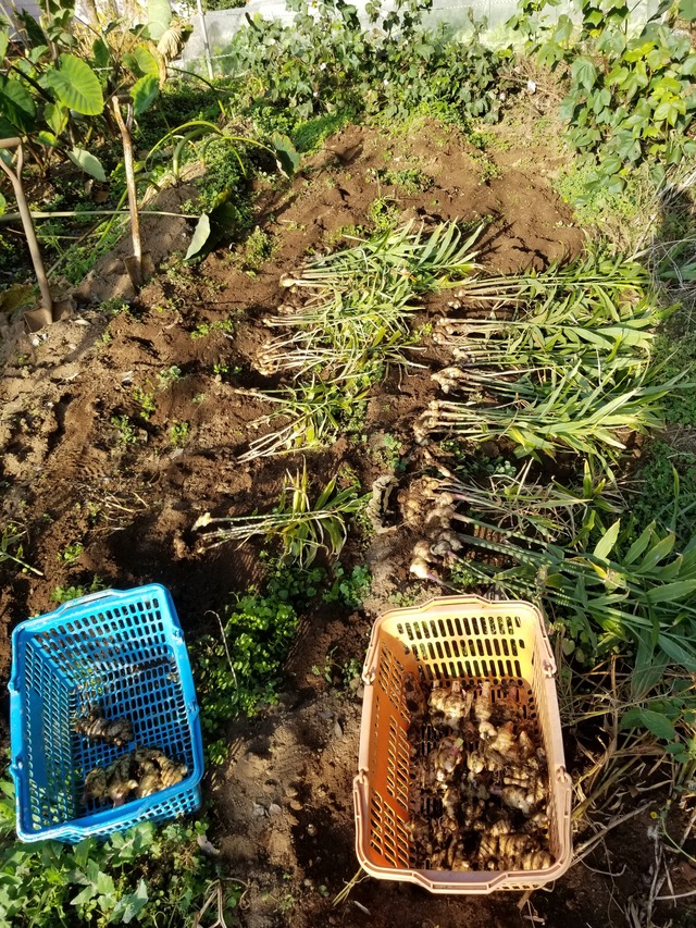 20201113_080109_copy_2268x3024