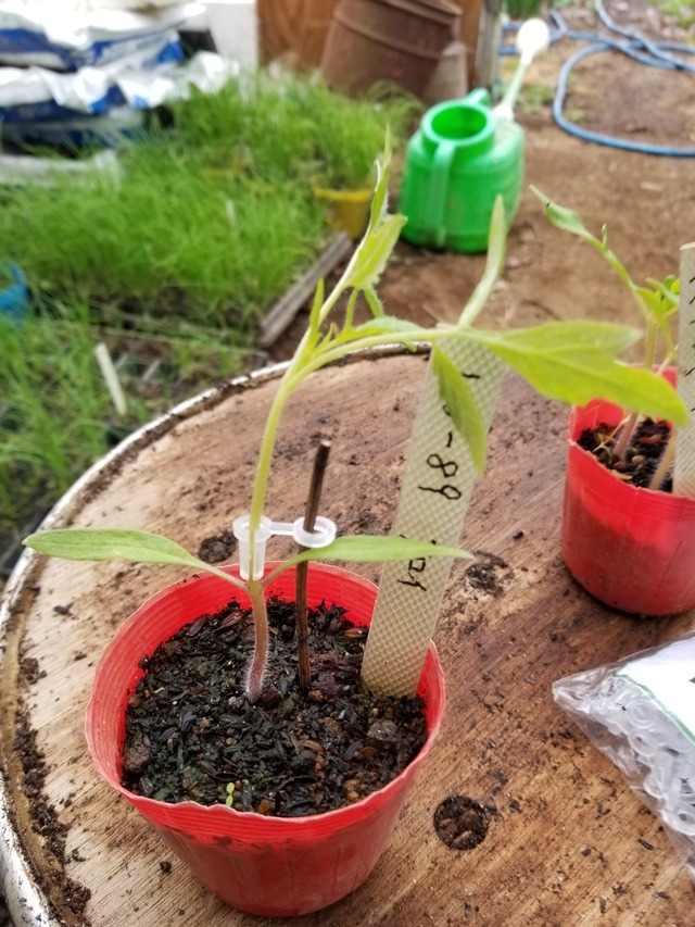 20200305_083345-2268x3024