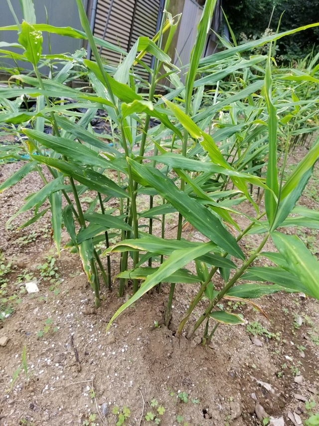 20210925_141045_copy_2268x3024