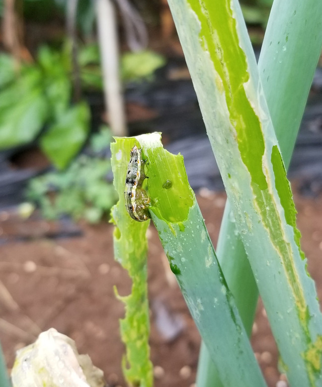 ネギが シロイチモジヨトウに遣られた のじさんの徒然草