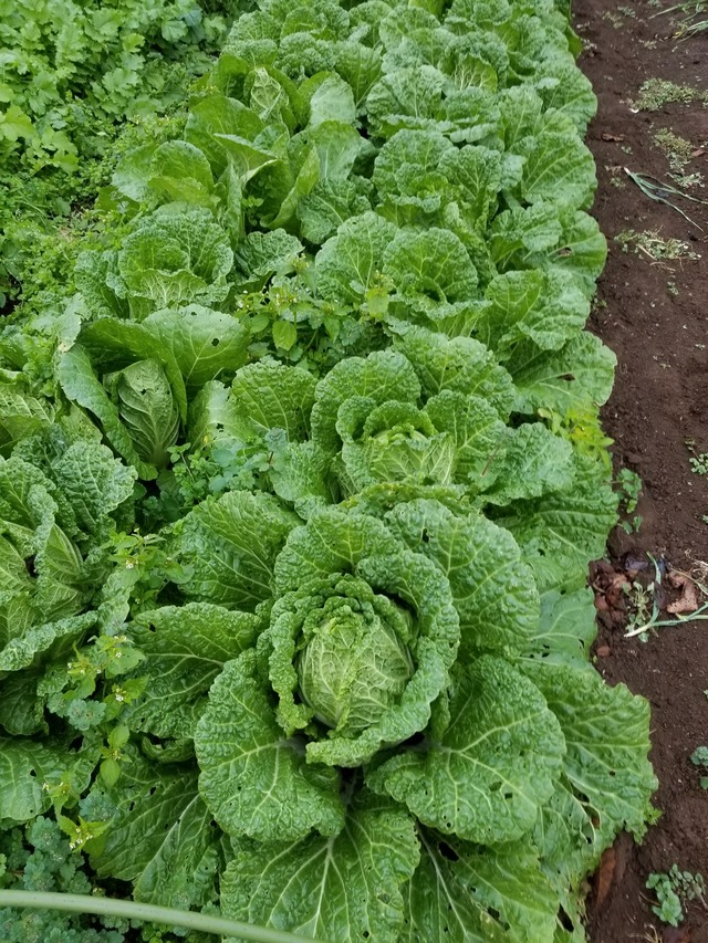 20201203_083649_copy_2268x3024