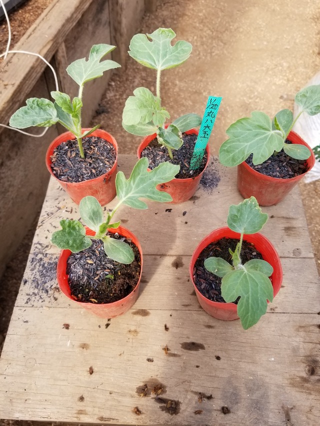 20230331_085652_copy_1512x2016