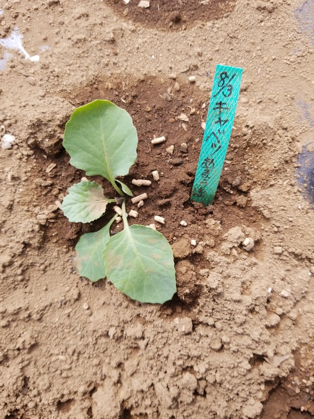 IMG_20230828_134714_copy_1512x2016