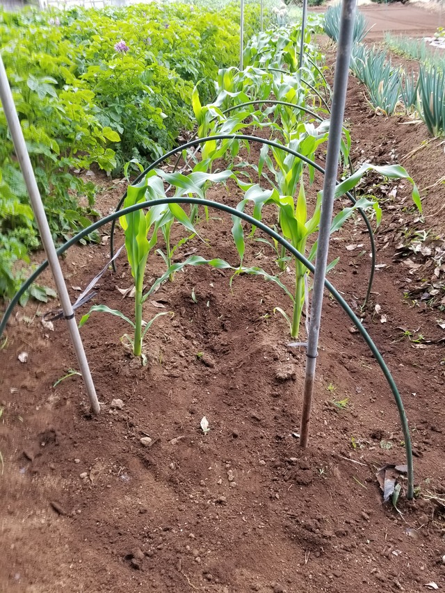 20210513_075017_copy_2268x3024