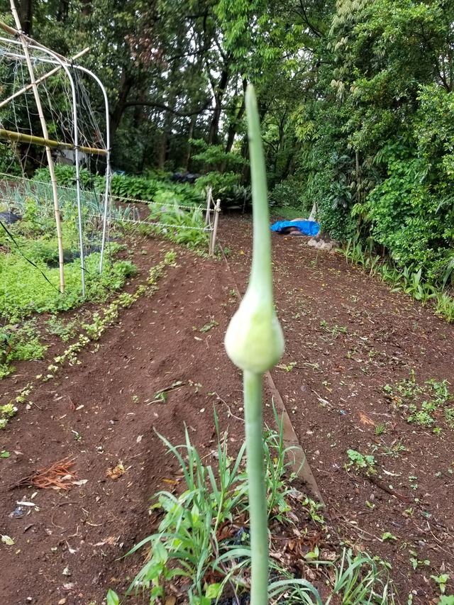 ジャンボニンニクの花芽 のじさんの徒然草
