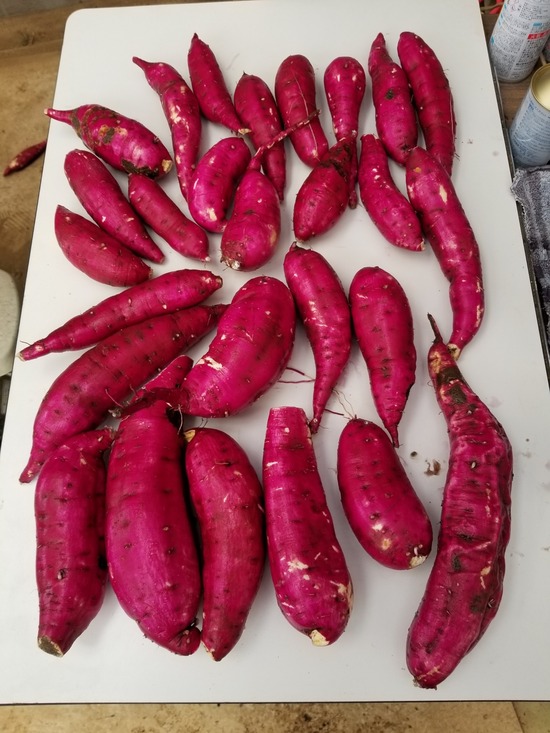 20191122_090819-1620x2160