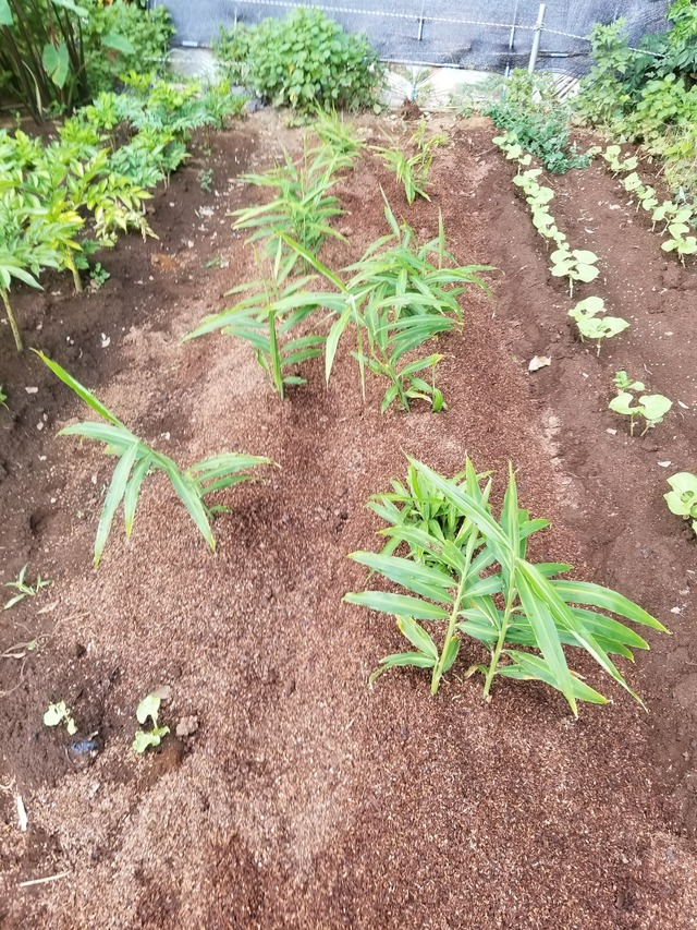 20230802_072529_copy_1512x2016