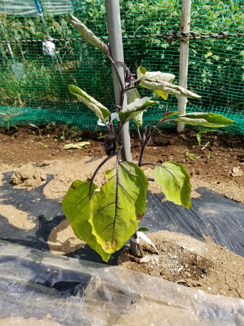 ナスの半身萎凋病 いちょうびょう のじさんの徒然草 ナスの半身萎凋病 いちょうびょう のじさんの徒然草