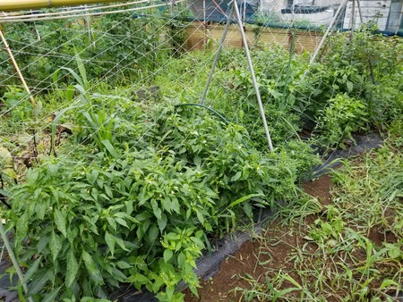 20190707_103531-2160x1620