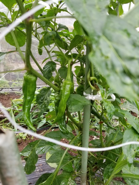 20190702_083628-1620x2160