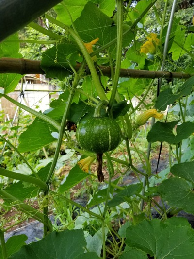 20190625_073932-1620x2160