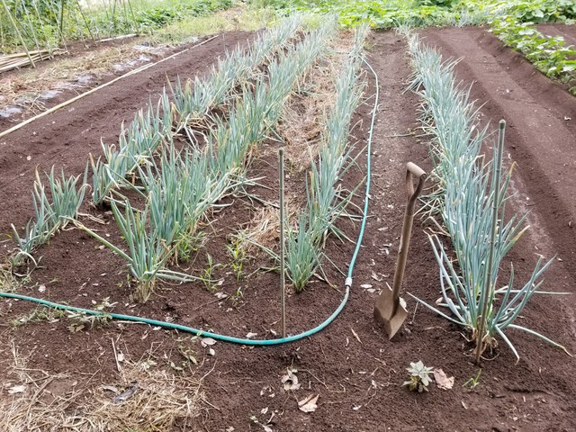 雨の後の畑とマルチ張り のじさんの徒然草 雨の後の畑とマルチ張り のじさんの徒然草