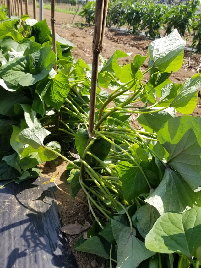 20230703_140738_copy_1512x2016