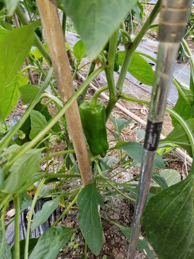 20210625_085200_copy_2268x3024