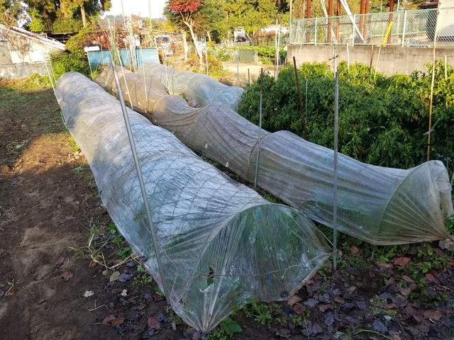 ジャガイモ 霜除け のじさんの徒然草