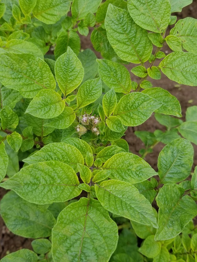 20201019_082950_copy_2268x3024