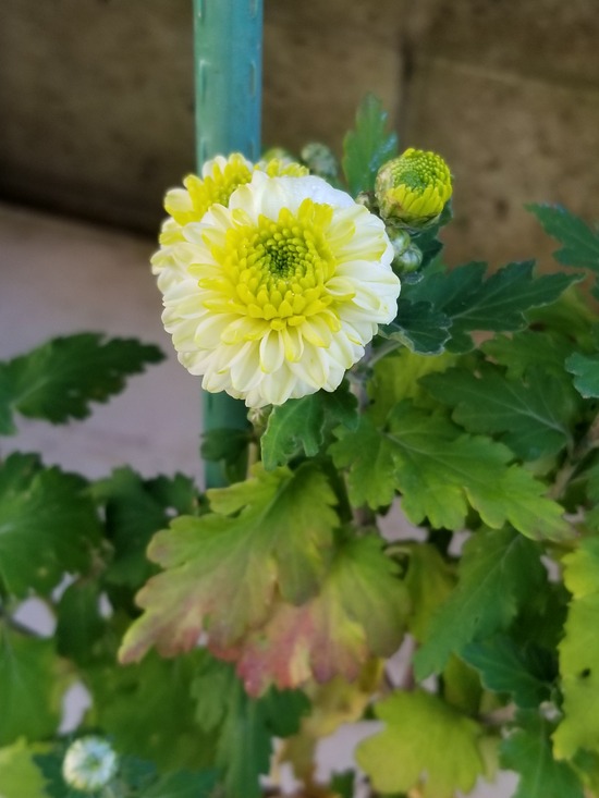 20191106_070530-1620x2160