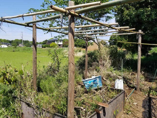アップルゴーヤと普通のゴーヤを植え付けた。 : のじさんの徒然草
