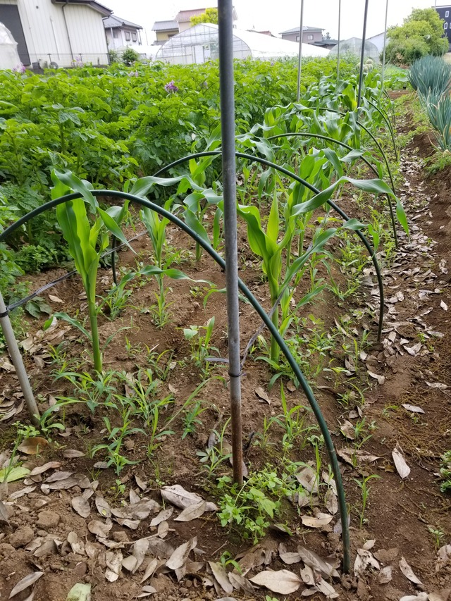 20210513_074214_copy_2268x3024