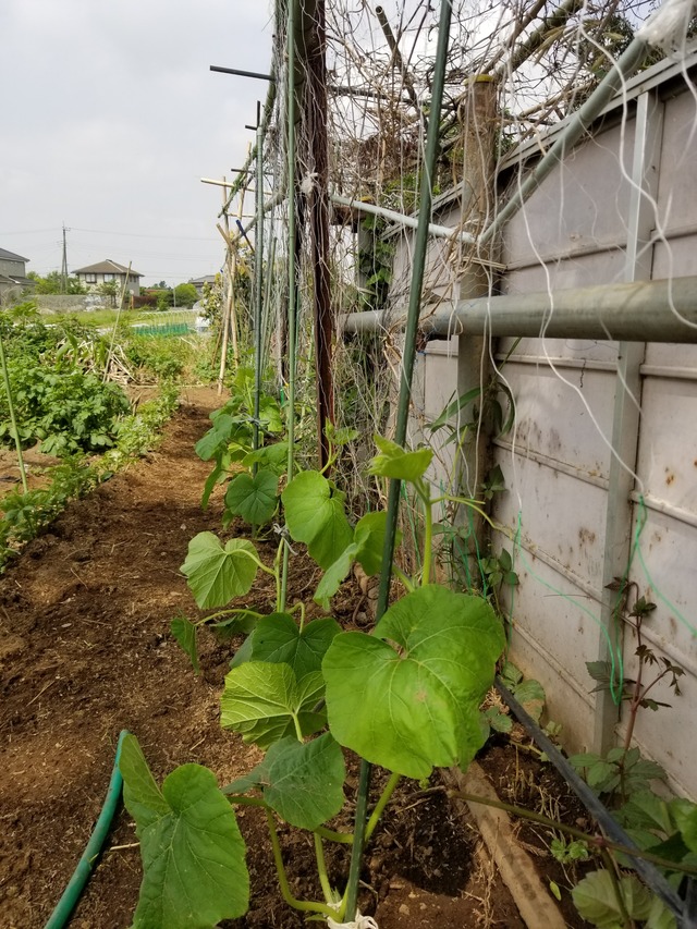 20200513_090333_copy_2268x3024