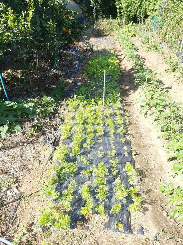 IMG_20231024_103449_copy_1512x2016