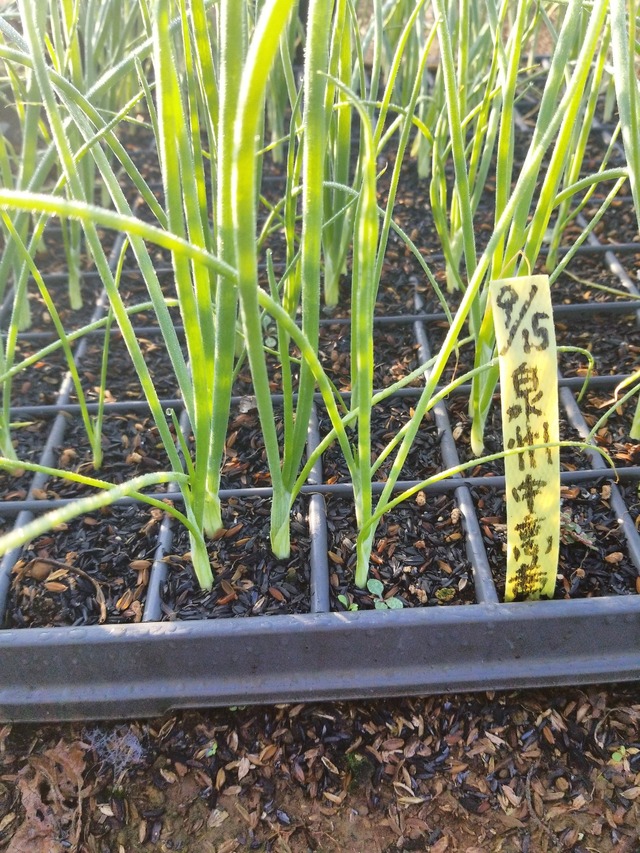 IMG_20231101_074322_DRO_copy_1512x2016