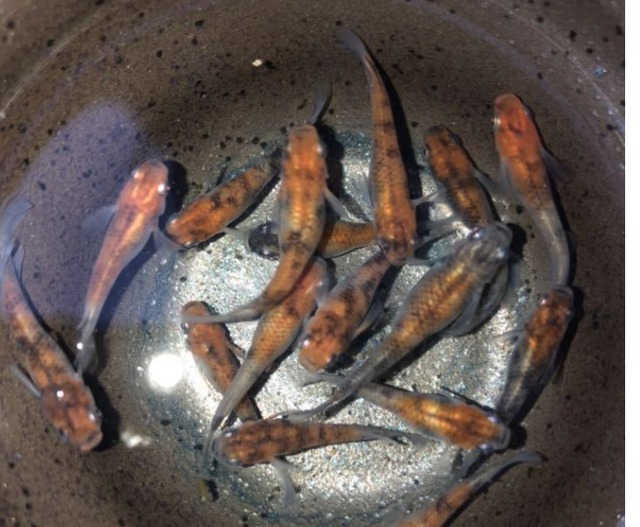 雲州三色メダカ 参考画像 のじさんの徒然草