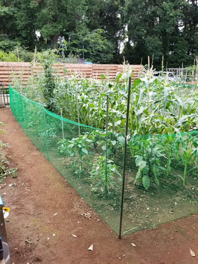 20200627_162411_copy_2268x3024