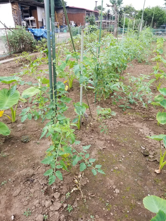 20230628_071927_copy_1512x2016