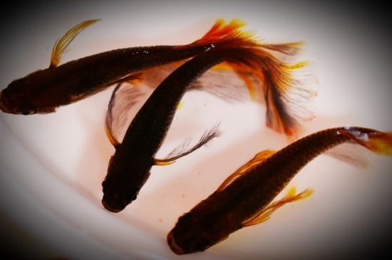 ホーム画面エクスブローラー14