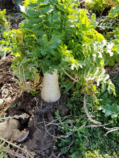 20200220_085528-2268x3024