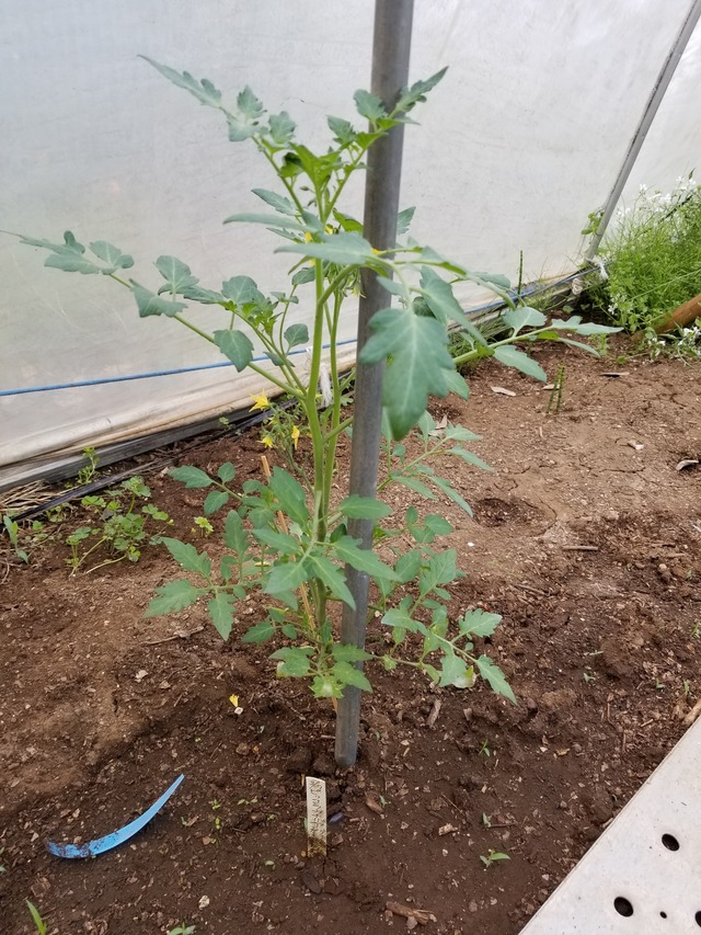 20200508_071935_copy_2268x3024