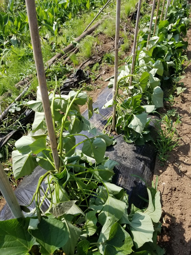 20230703_143245_copy_1512x2016