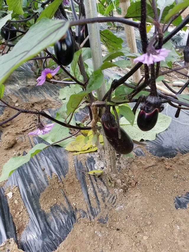 20210625_085131_copy_2268x3024