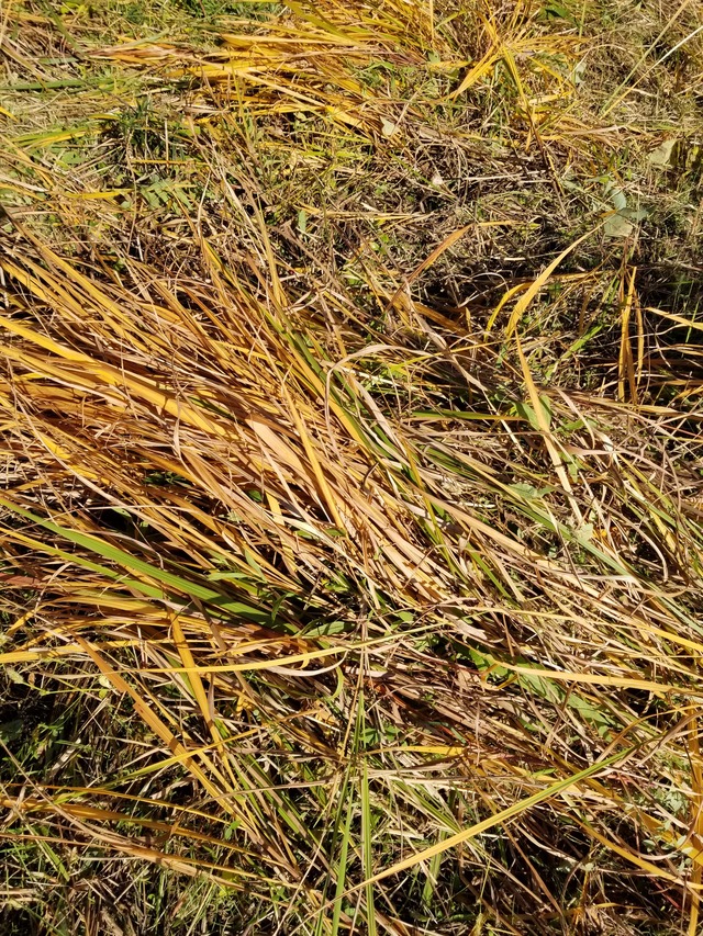 20201121_083813_copy_2268x3024