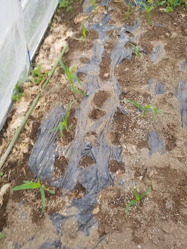 20230418_141707_copy_1512x2016