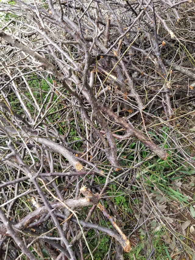 20240408_090959_copy_2268x3024