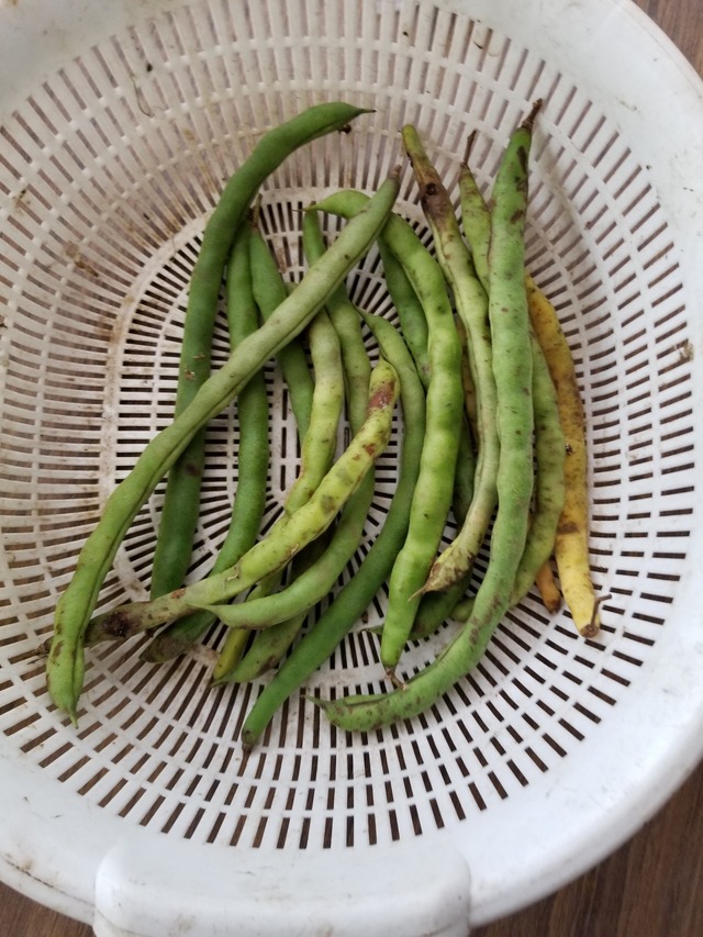 20200706_080749_copy_3024x4032