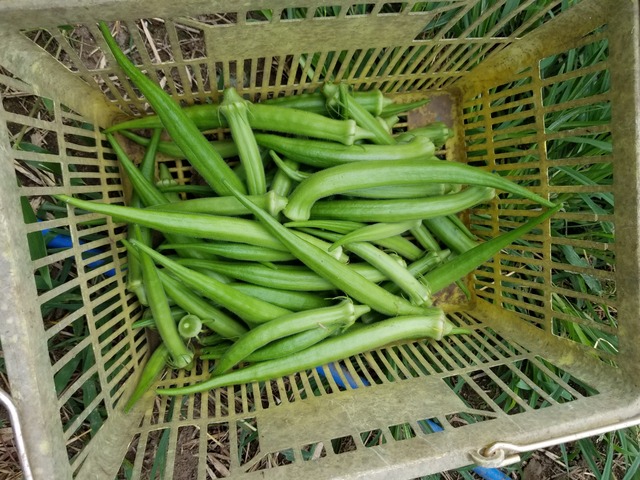 20210729_073909_copy_3024x2268