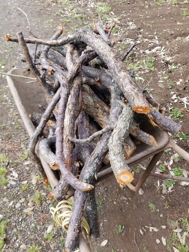 20240408_083716_copy_2268x3024