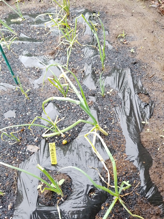 IMG_20231009_102459_copy_1512x2016_1