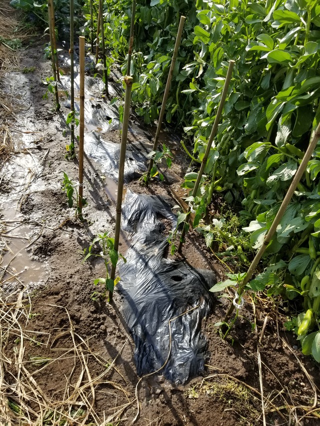 日光唐辛子と鷹の爪の定植 のじさんの徒然草