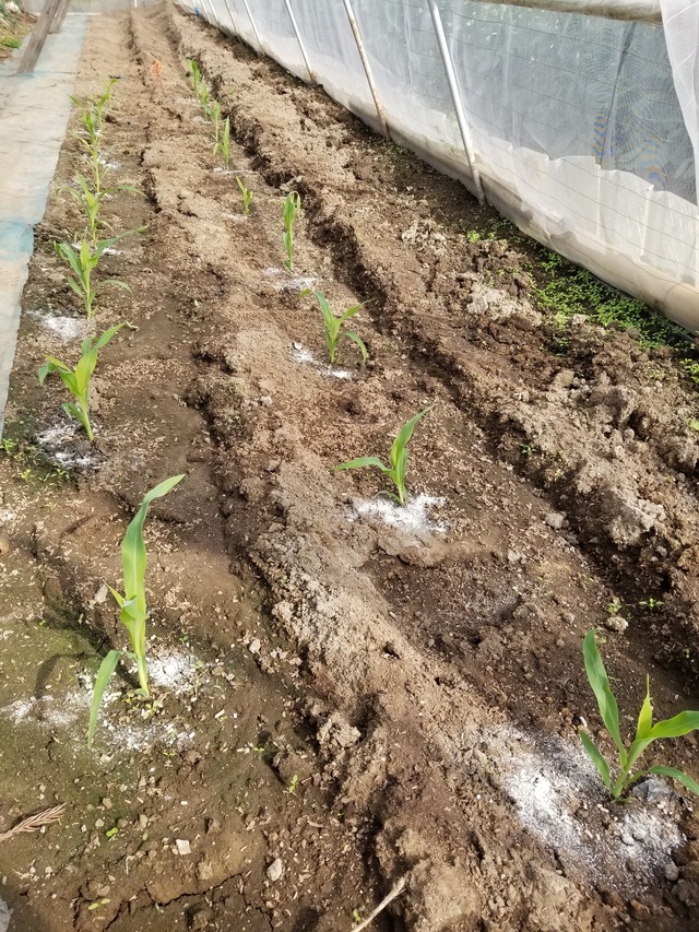 20240407_144656_copy_2268x3024