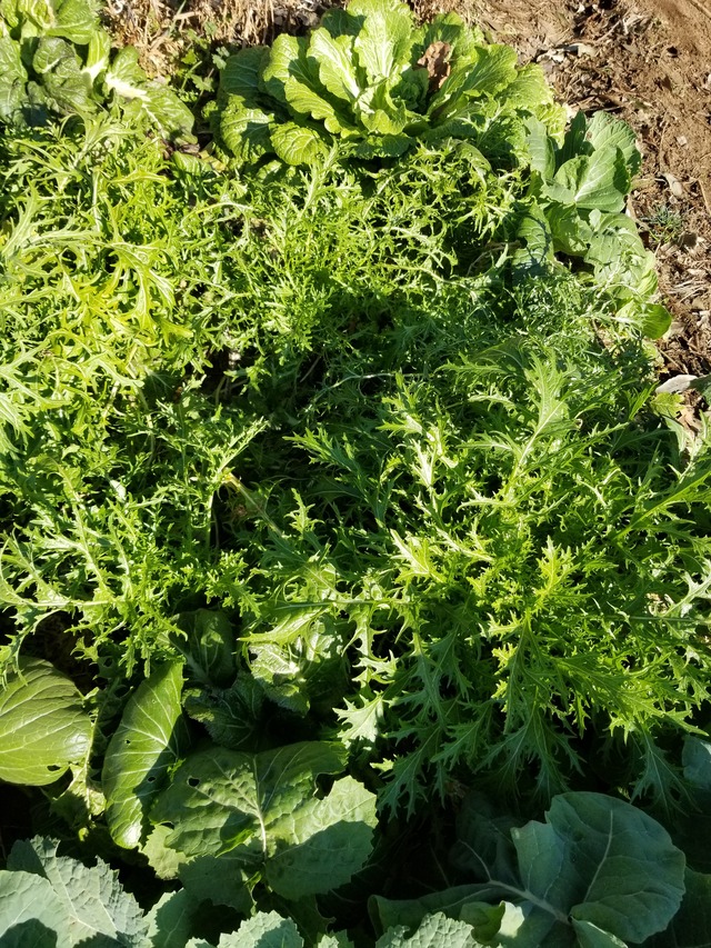 20210206_094522_copy_3024x4032