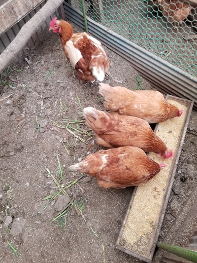 鶏のいじめの回避実験 のじさんの徒然草 鶏のいじめの回避実験 のじさんの徒然草
