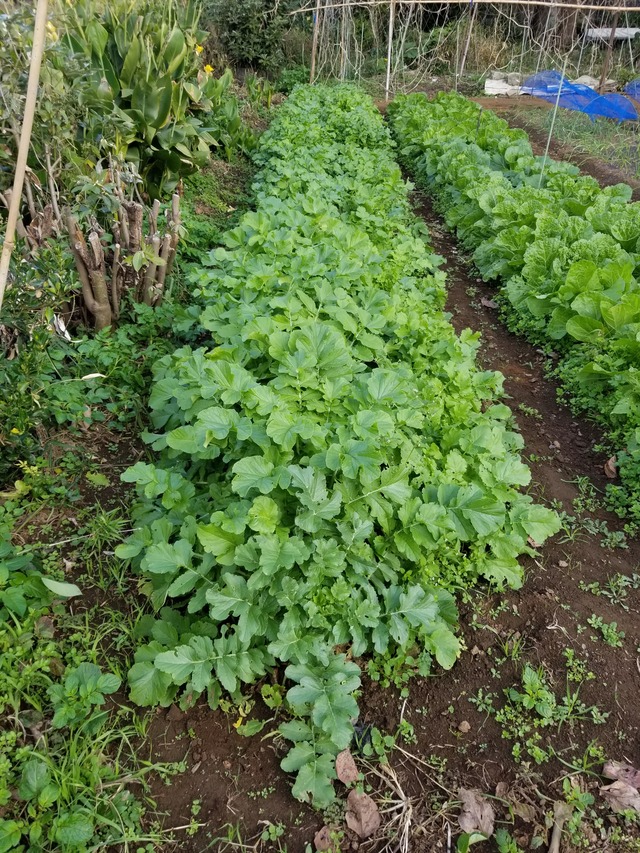 20201109_073907_copy_2268x3024