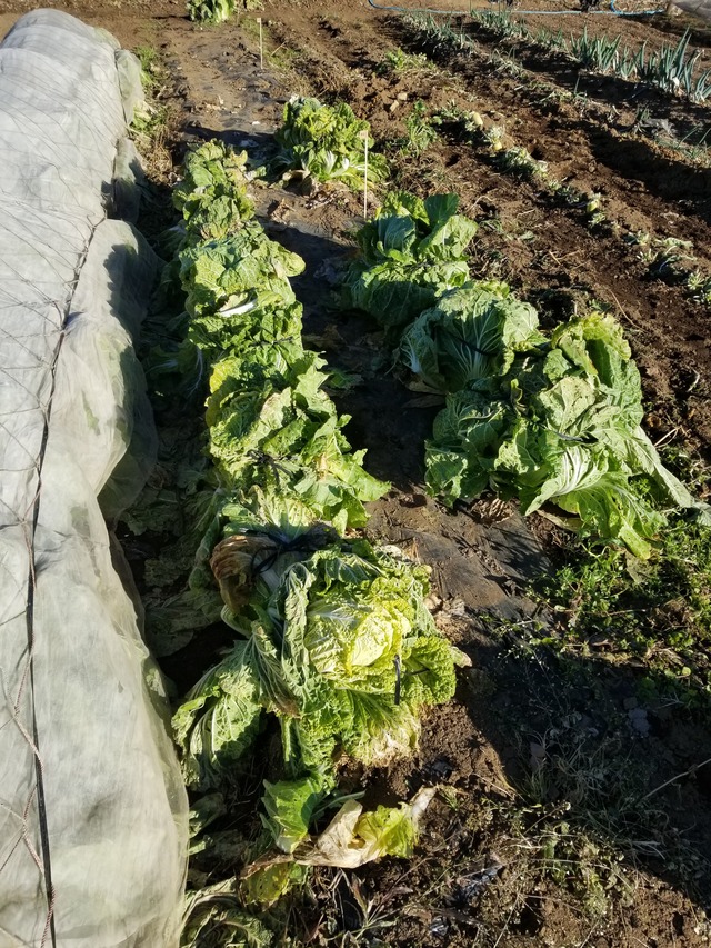 20221226_084331_copy_2268x3024