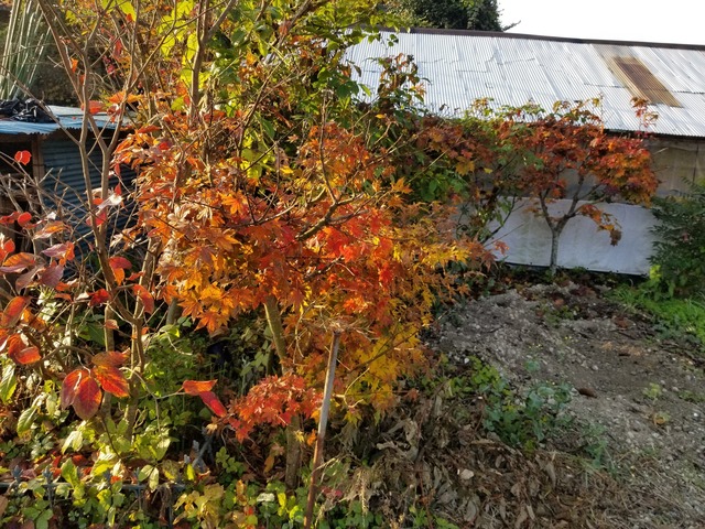 20201117_073316_copy_2268x1701