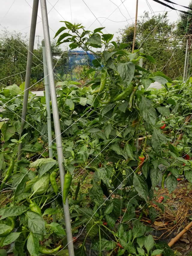 20210817_080741_copy_2268x3024