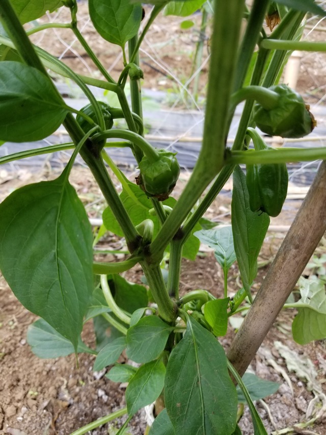 20210625_085220_copy_2268x3024